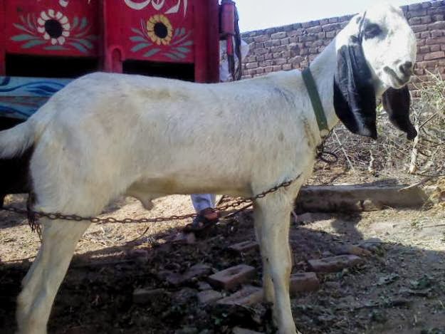 Eid-Ul-Azha-Goats Download image Eid Ul Adha Goat PC, Android, iPhone and iPad ...