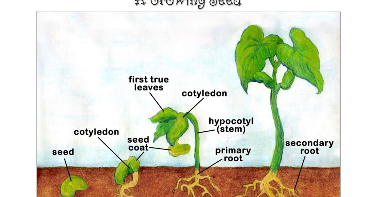 7th Grade Science 2015-2016: Parts of a Seed and Growing Plant