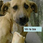 BlogAssado, fotos de cachorrinhos fofinhos, mortadela do chaves, carinha de do do cão abandonado