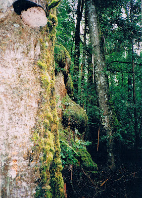 A face growing in an ancient, mossy tree A face growing in an ancient, mossy tree