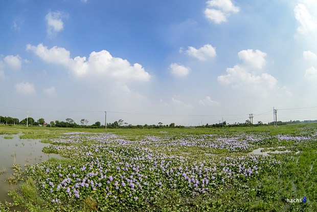 [Image: ngam-tham-hoa-luc-binh-tren-dong-que-1.jpg]