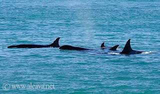 Las familias de Orcas de Península Valdés en Punta Norte