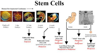 Steam Cell Therapy for Healthy and Beauty