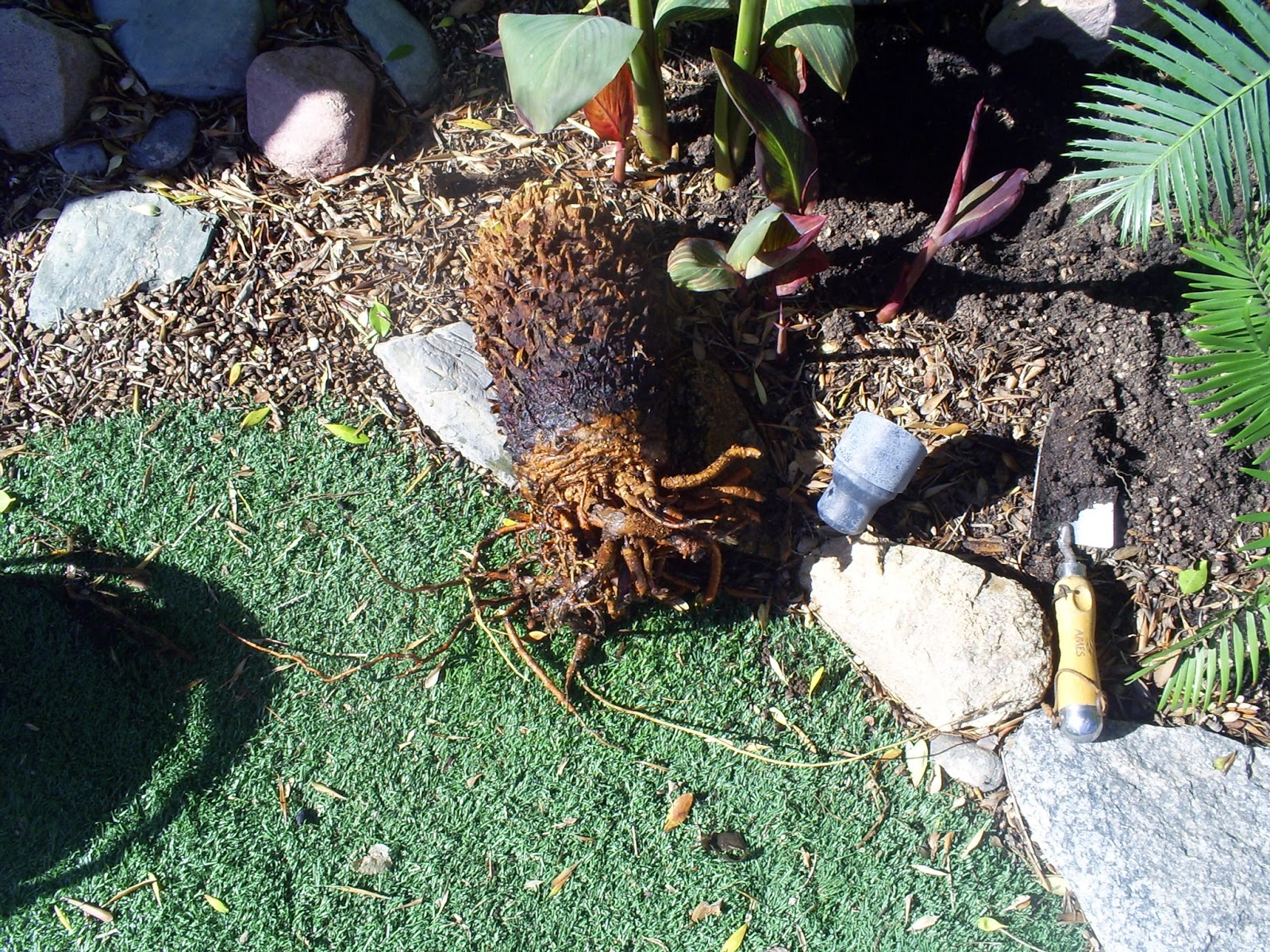 Brad's Tropical Paradise Planting a sago palm bare root