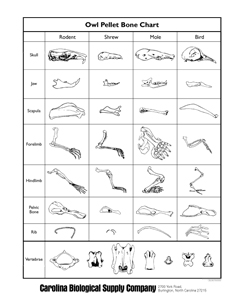 Worksheets Food Web Worksheet High School high school biology food web activity trophic levels in a math worksheet stem mom collecting dissecting owl vomit pellets web