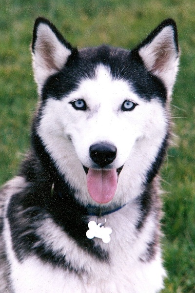 Huskies Bpup Bwith Bblue Beyes