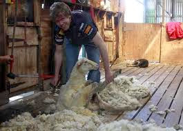 Potensi Bulu Kambing dan Hambatannya dalam Pengembangan sebagai Produk Industri