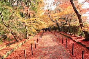 Autumn Leaves  in Kyoto