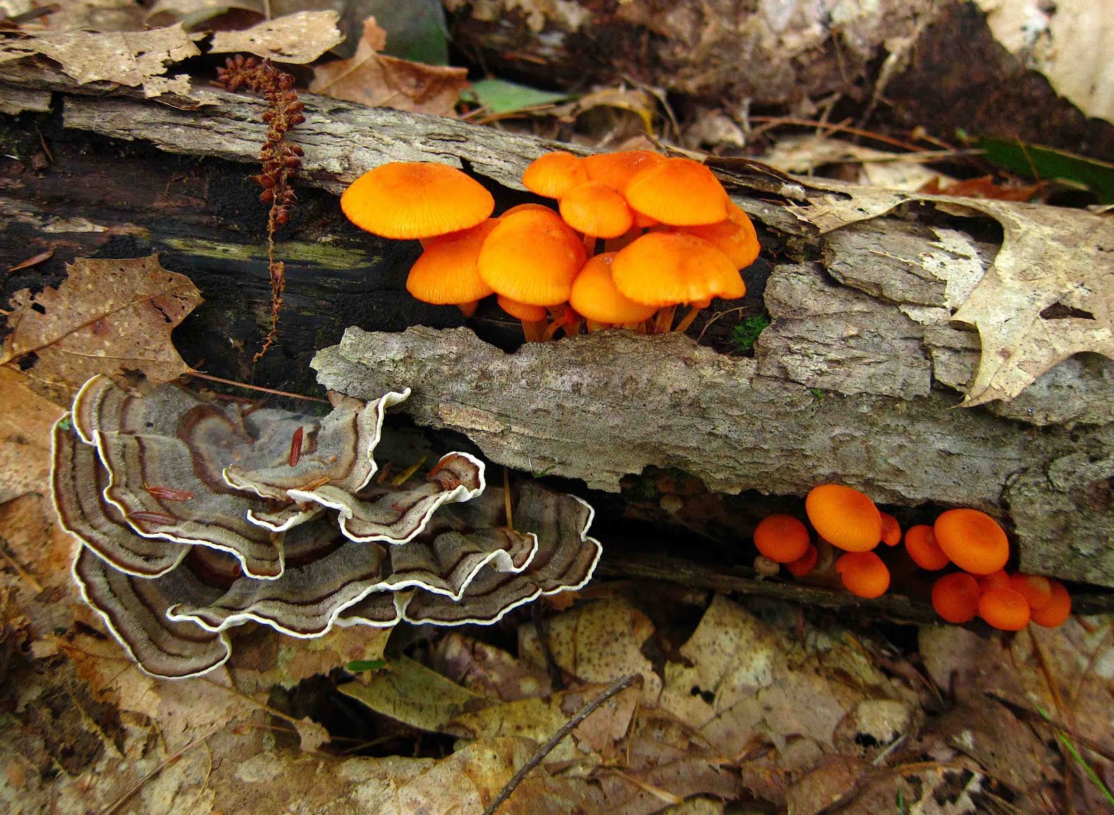 Orange Mushroom Identification http://saratogawoodswaters.blogspot.com/2011/09/days-grow-short.html