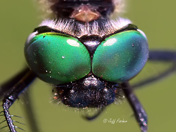 Brush-tipped Emerald Face