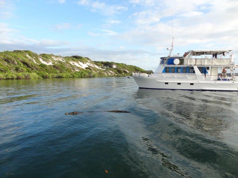 A Twitcher's Tale HERALD PETREL ON RAINE ISLAND