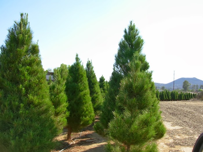 Wickerd Farm Christmas Tree Reservation Weekend Nov 2324 Menifee 24/7