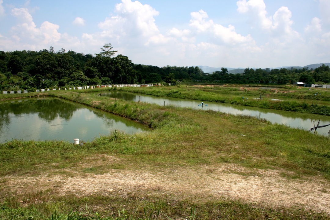 Redfin Enterprise Our Tilapia Farm