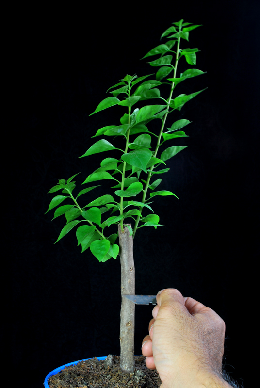 Air Layering Bougainvillea Bonsai Cutting (2) Progression Series