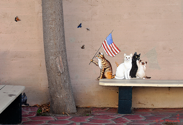 Cidade tem street art com pinturas de gatos
