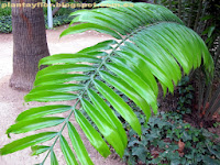 Encephalartos laurentianus