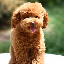 Image Result For Dog That Looks Like A Teddy Bear Image Result For Dog That Looks Like A Teddy Bear