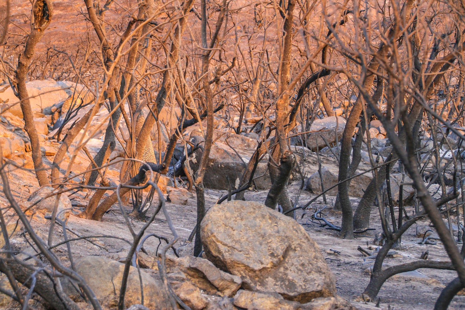 Bradshaw Mountains Bradshaw Mountain Fire Aftermath