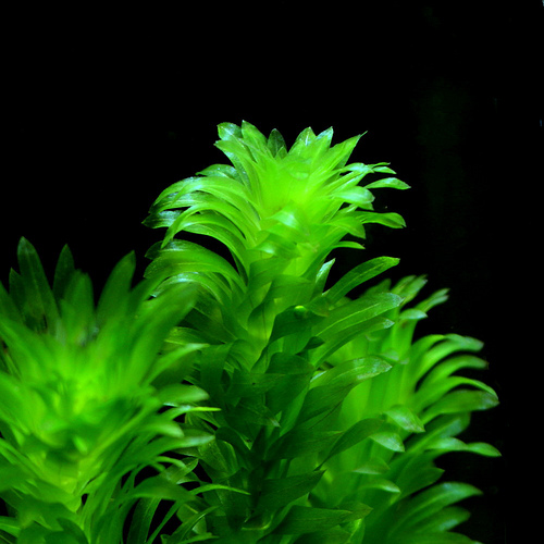 Elódea Elodea