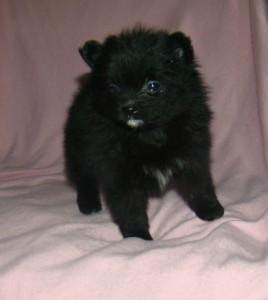 yorkie puppies in panama city florida pomeranian puppies for sale in panama city florida motorcycle review and galleries yorkie puppies in panama city florida pomeranian puppies for sale in panama city florida motorcycle review and galleries