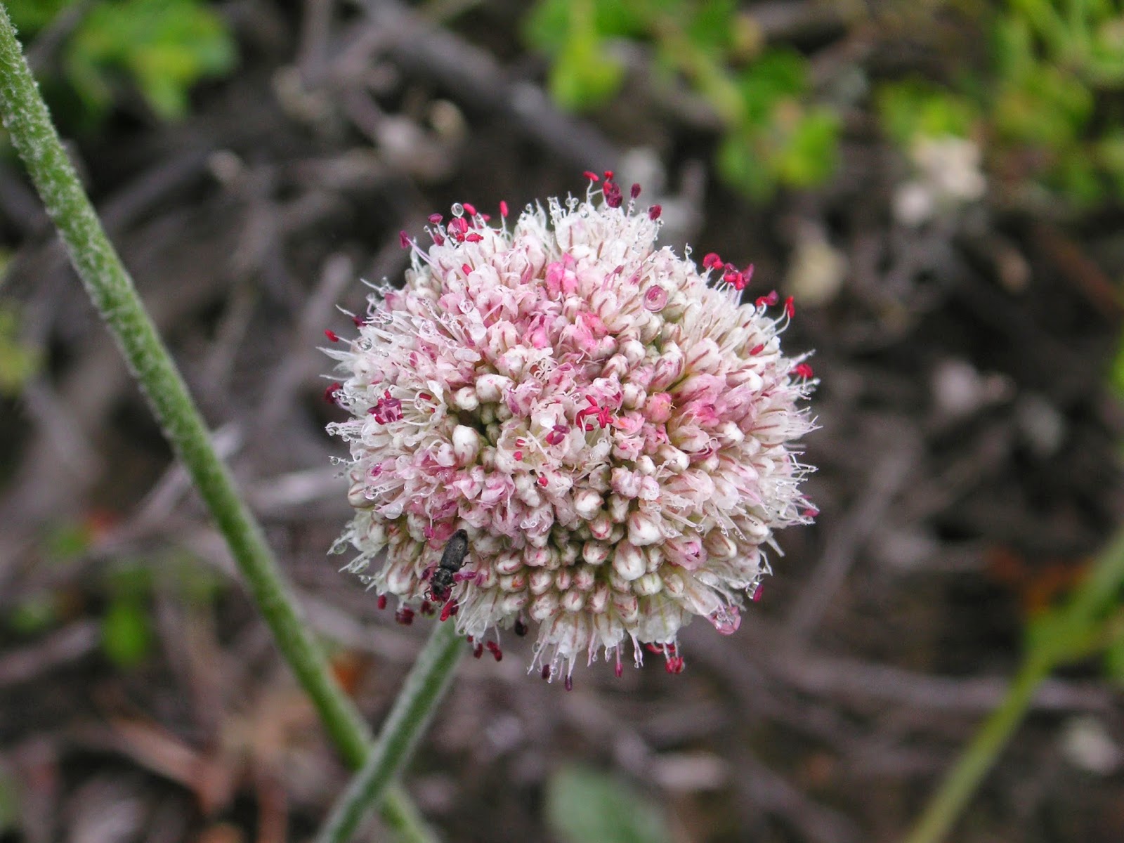Nature ID coast buckwheat 05/18/14 San Bruno Mt.
