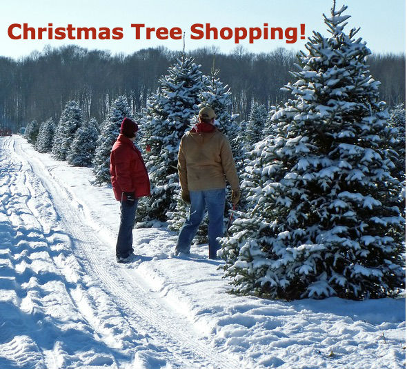 provides everything you need for a fun outinga hand saw measuring pole and best of all a red limo or silver tree wheeler that are specially - Christmas Tree Farm Colorado provides everything you need for a fun outinga hand saw measuring pole and best of all a red limo or silver tree wheeler that are specially - Christmas Tree Farm Colorado