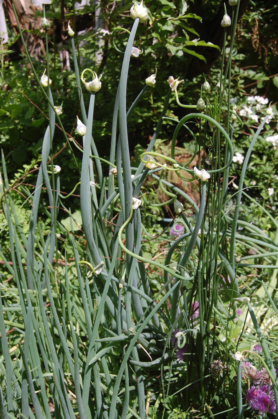 Sprouts Egyptian Walking Onion Update