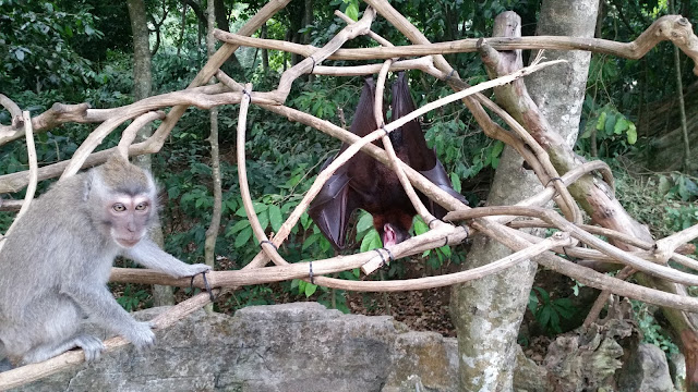 Monos y zorros Voladores en Alas Kedaton (Bali)