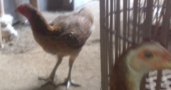 (Terjual)Jual Dedara Birma (anak dr batik di mr.bandito