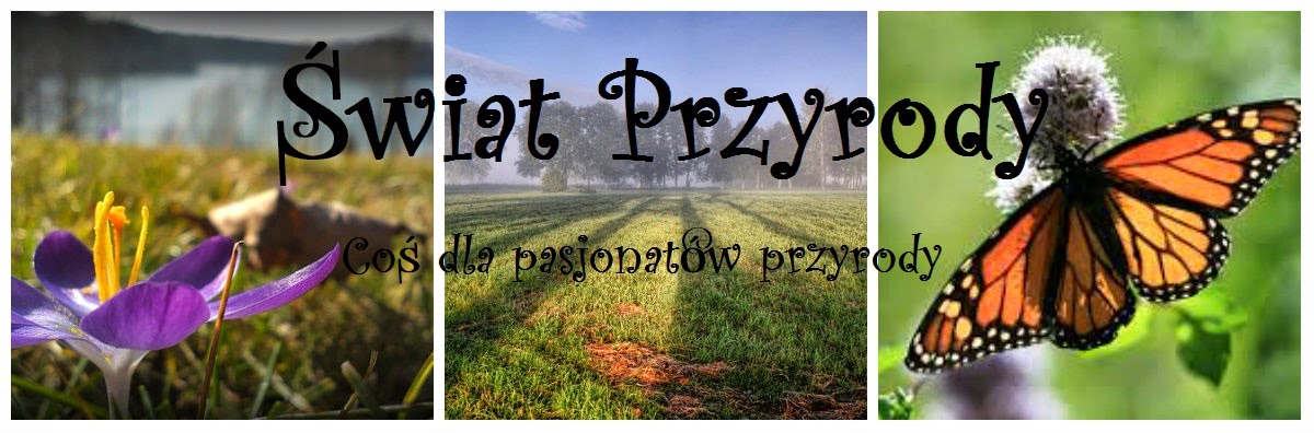 Świat przyrody