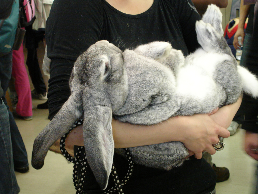 Tally Ho! Giant Flemish Rabbits