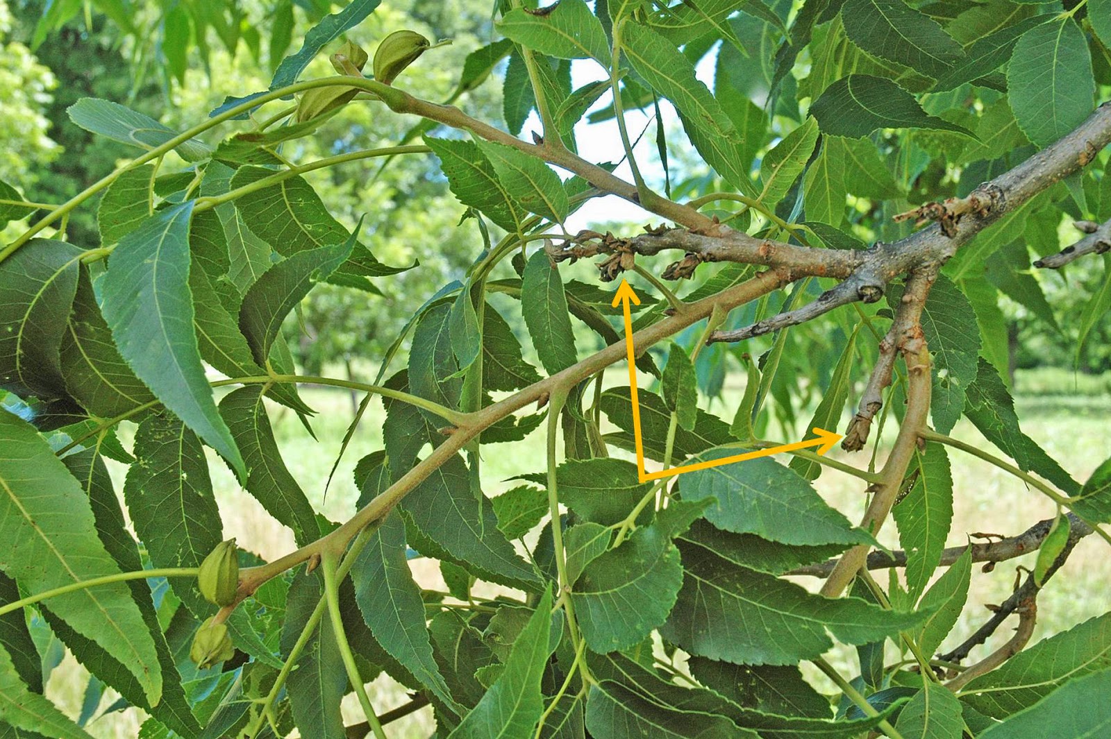 Northern Pecans How pecan branches can tell a story