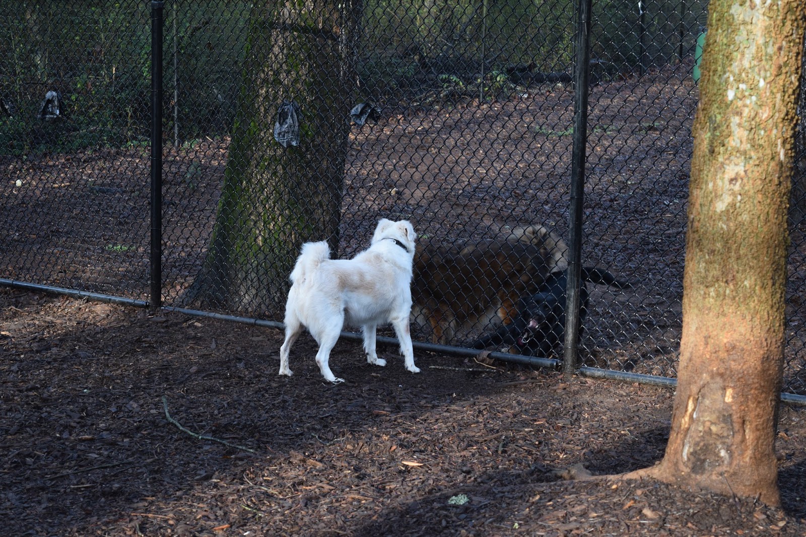 sweat mountain dog park
