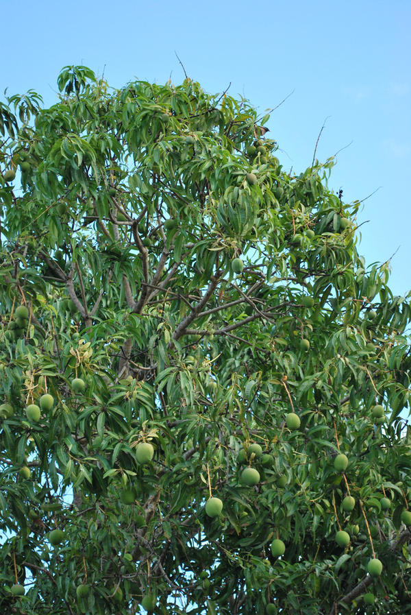 Short essay mango tree