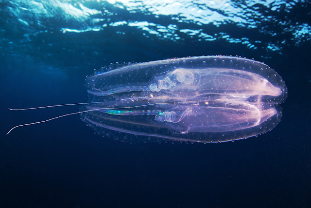 كائنات بحرية من الاعماق  .. Breathtaking+Undersea+08