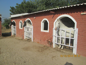 "Riding Horses" in the stables of "Rann Riders" stud farm.