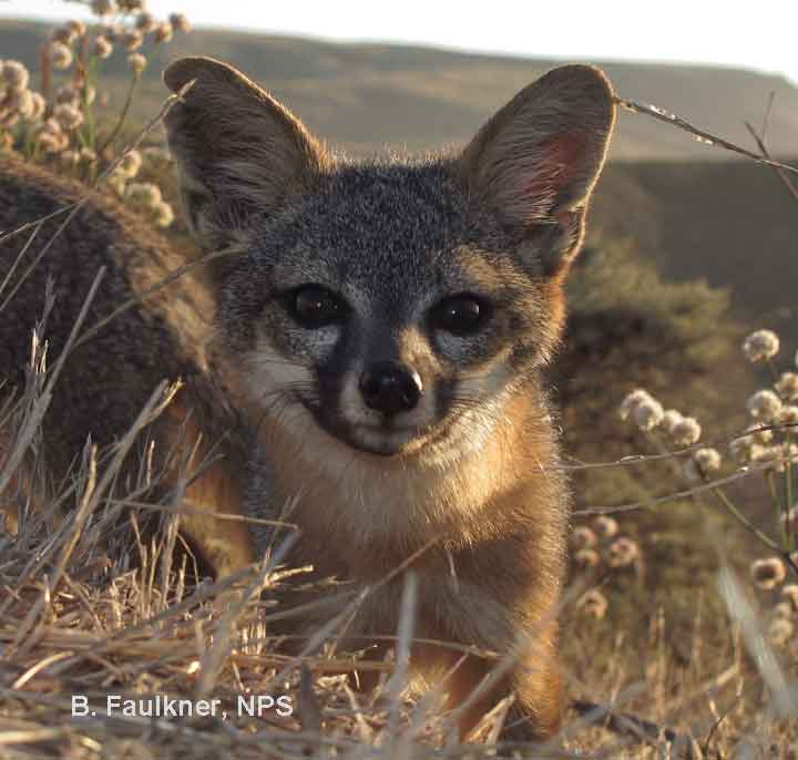 Friends of the Island Fox Protecting Channel Island Foxes Against