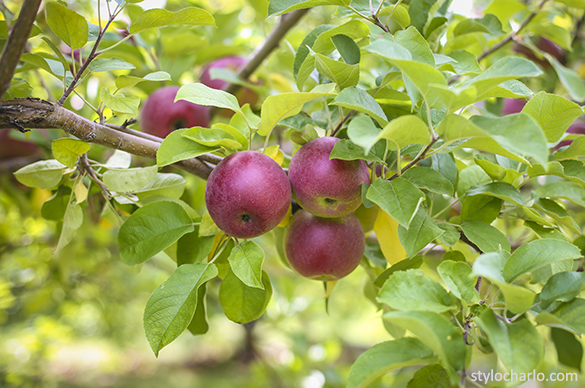 Fresh New Hampshire Apples