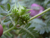 tribulus-2.jpg