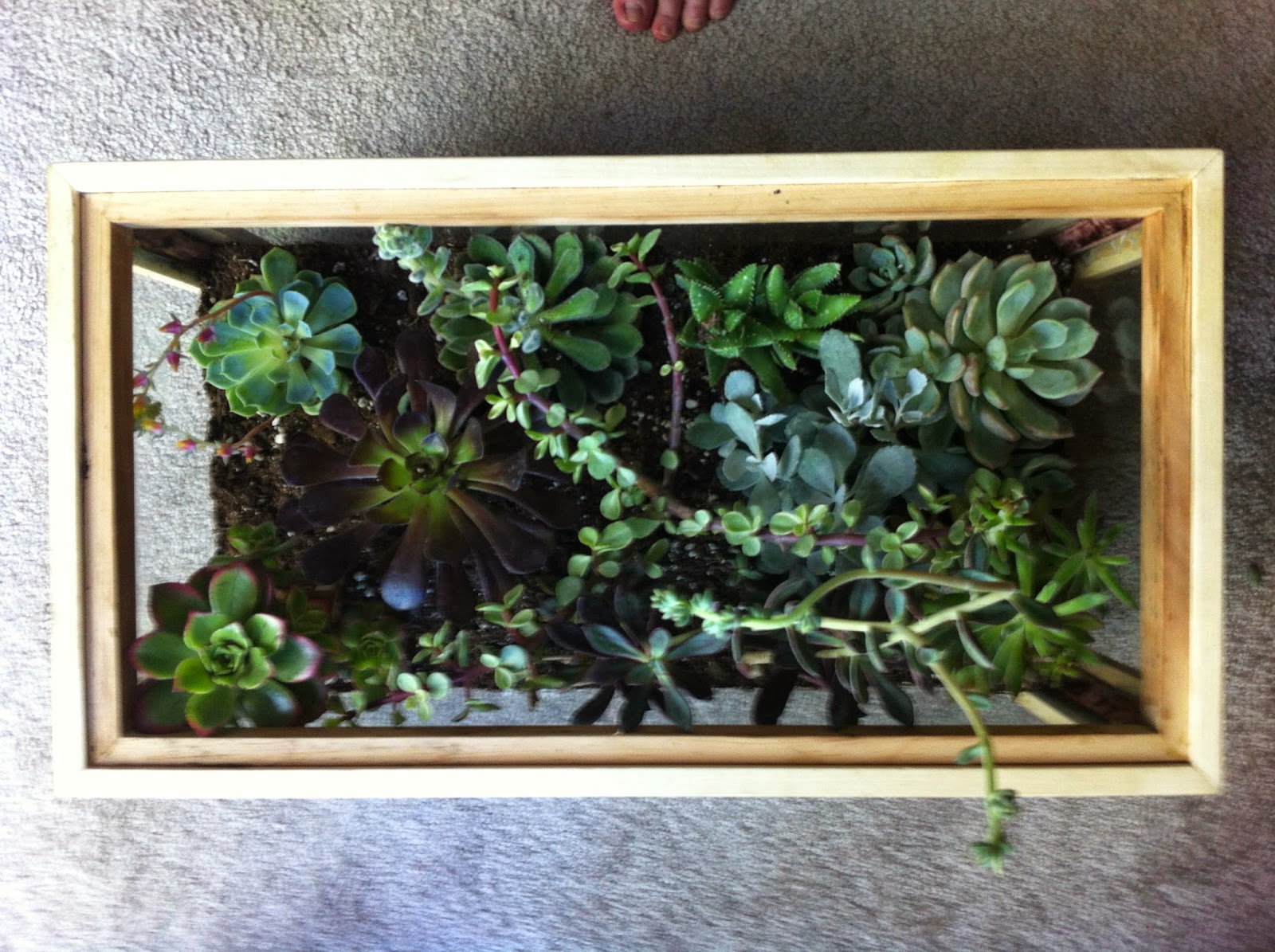 Leaning into Green From Aquarium to Terrarium