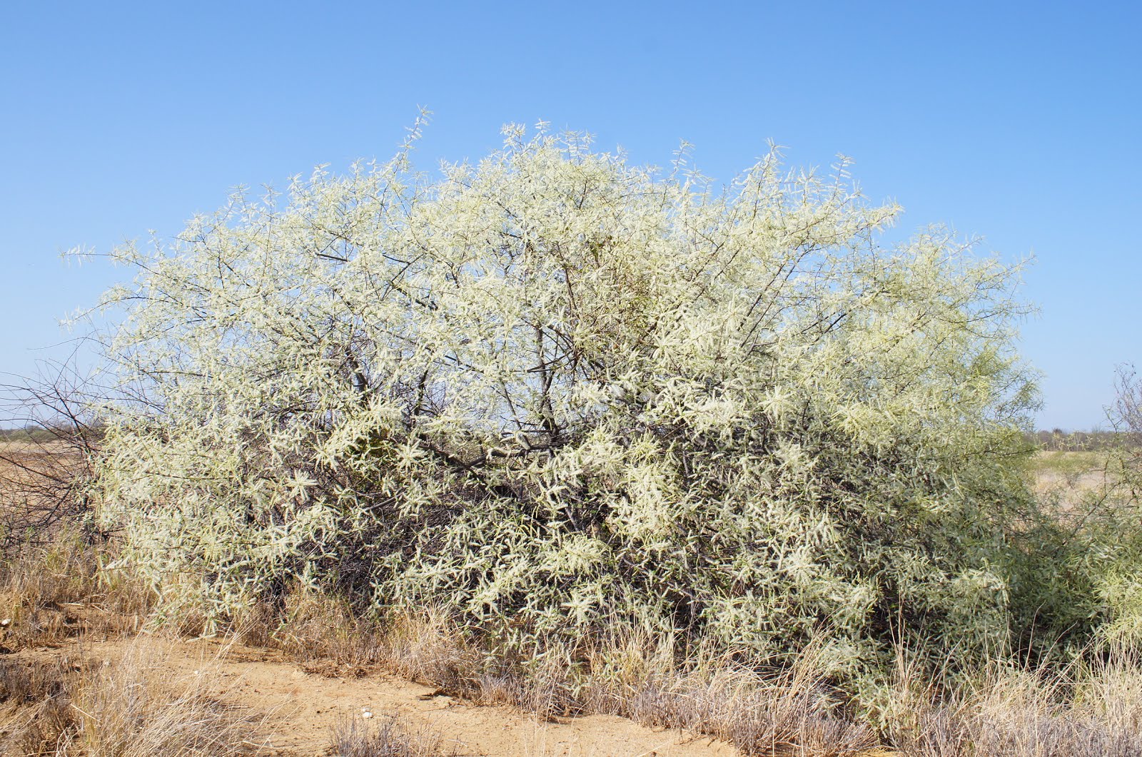 A floração da jurema preta