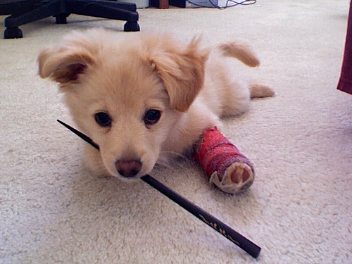 golden retriever chihuahua mix puppies mix golden retriever golden retriever chihuahua mix puppies mix golden retriever