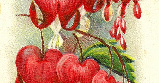 Antique Images: Digital Flower Images Clip Art Bleeding Hearts Orchid