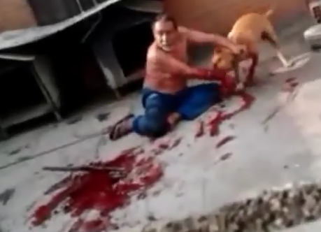 FOTOS DE PERROS PITBULL PELEANDO fotos de perros pitbull peleando: