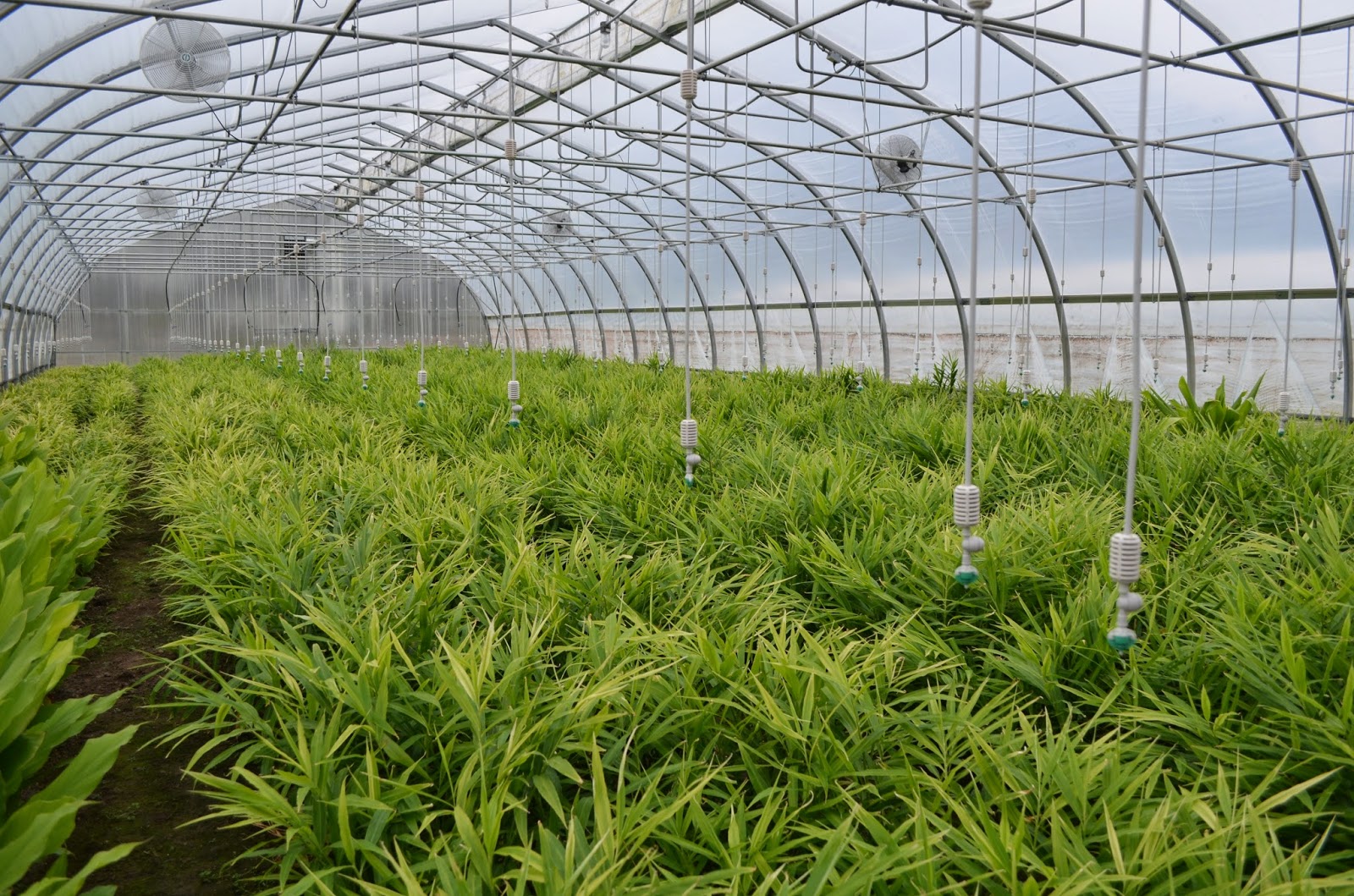 Harmony Valley Farm Feature Fresh Baby Ginger