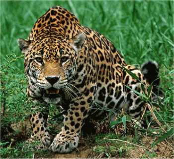 Jaguar on Jaguar Un Animal Impresionante