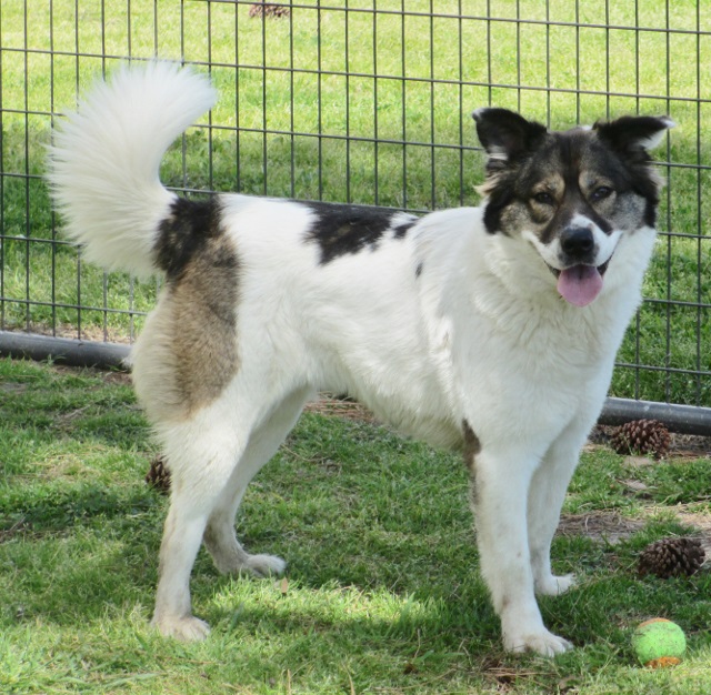 BEAUTIFUL Australian Shepherd Husky Mix Jefferson East