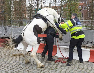 Durante uma feira em Dublin (Irlanda), um cavalo 1'se apaixonou' por