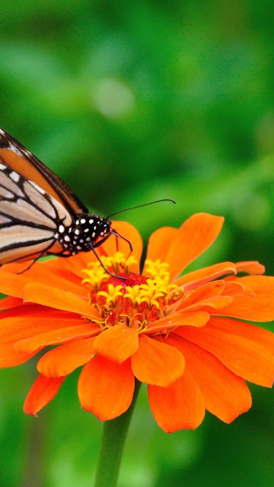 Orange Butterfly On Flower Android Wallpaper