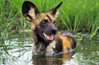 hunter african painted dog in water